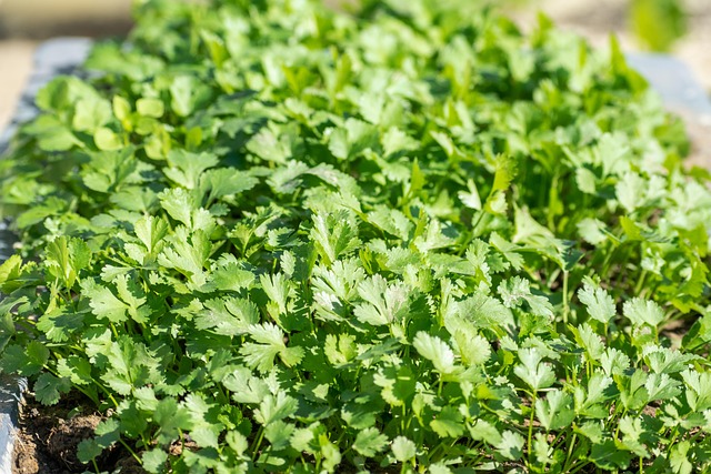Coriander leaves