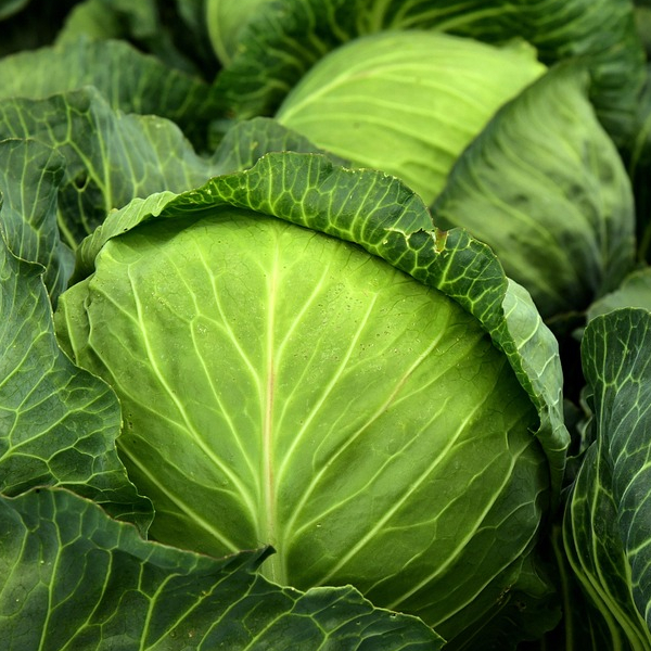 Cabbage