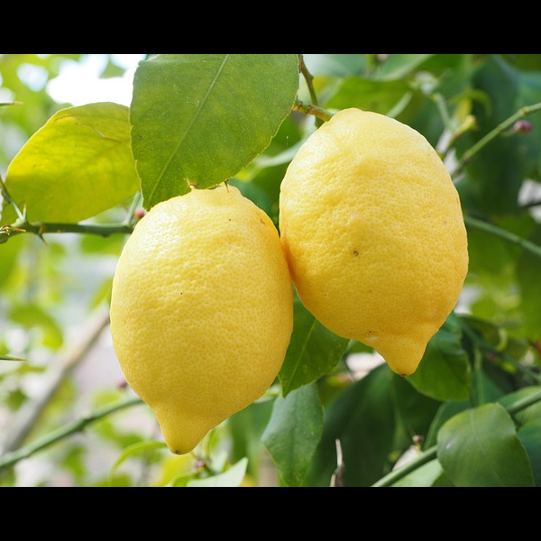 Lemon