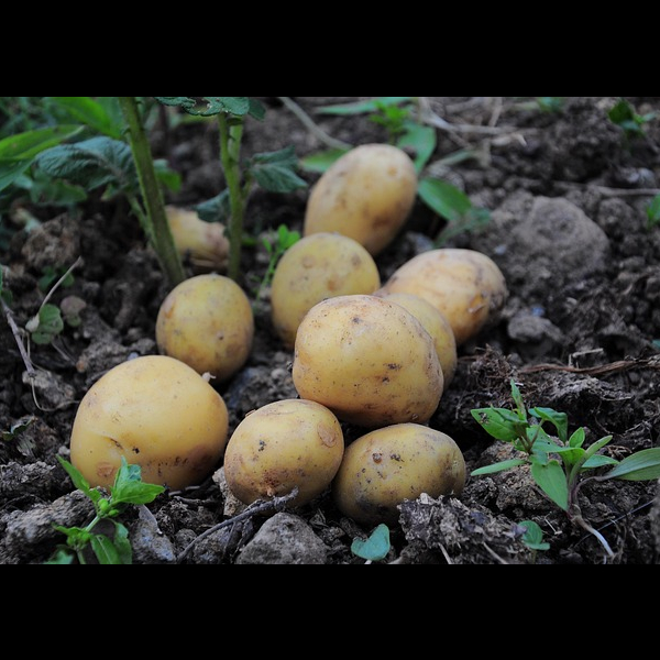 Potato