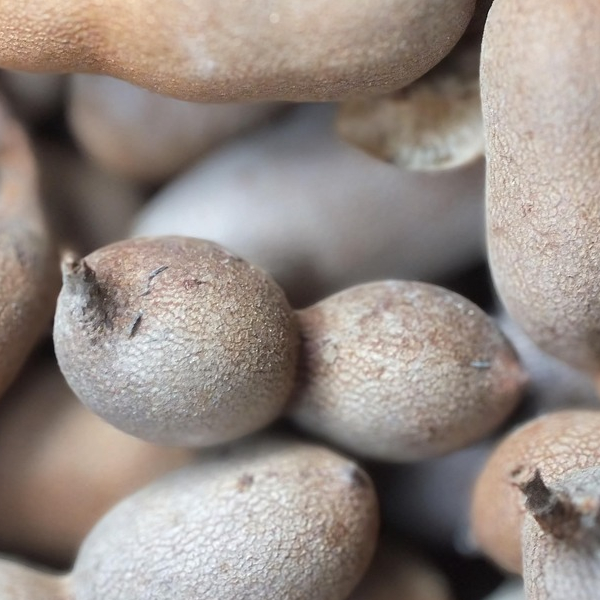 Tamarind